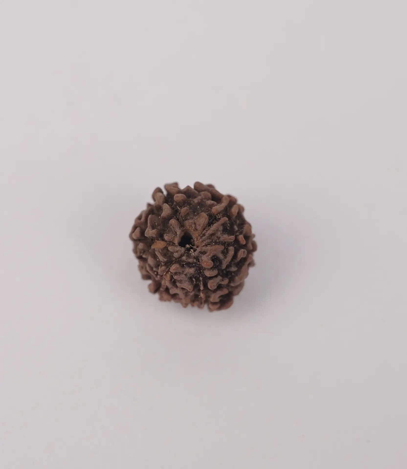 6 Mukhi Rudraksh (छः मुखी) - Image 2