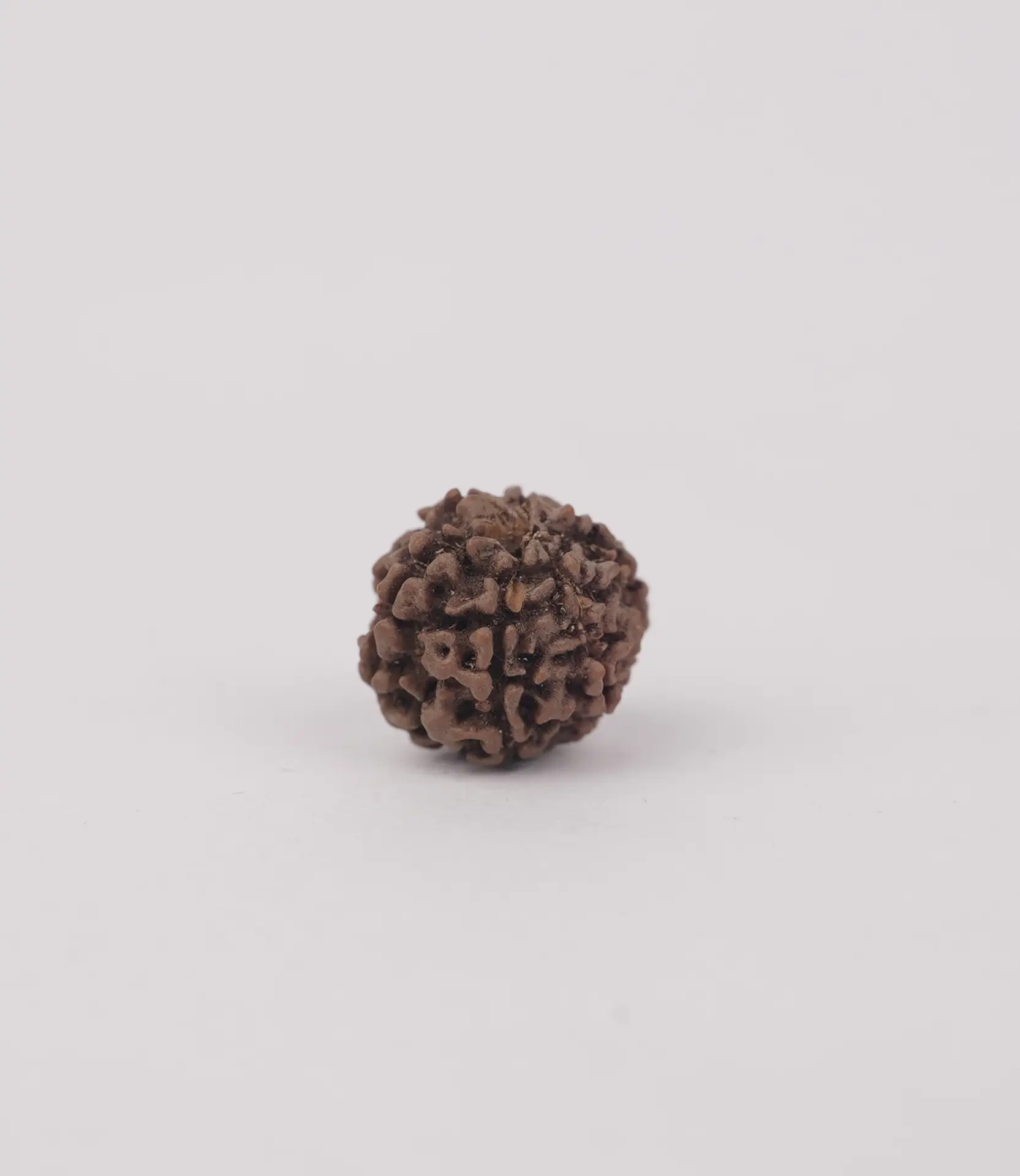 6 Mukhi Rudraksh (छः मुखी) - Image 4
