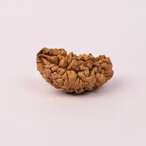 1 Mukhi Natural Rudraksha