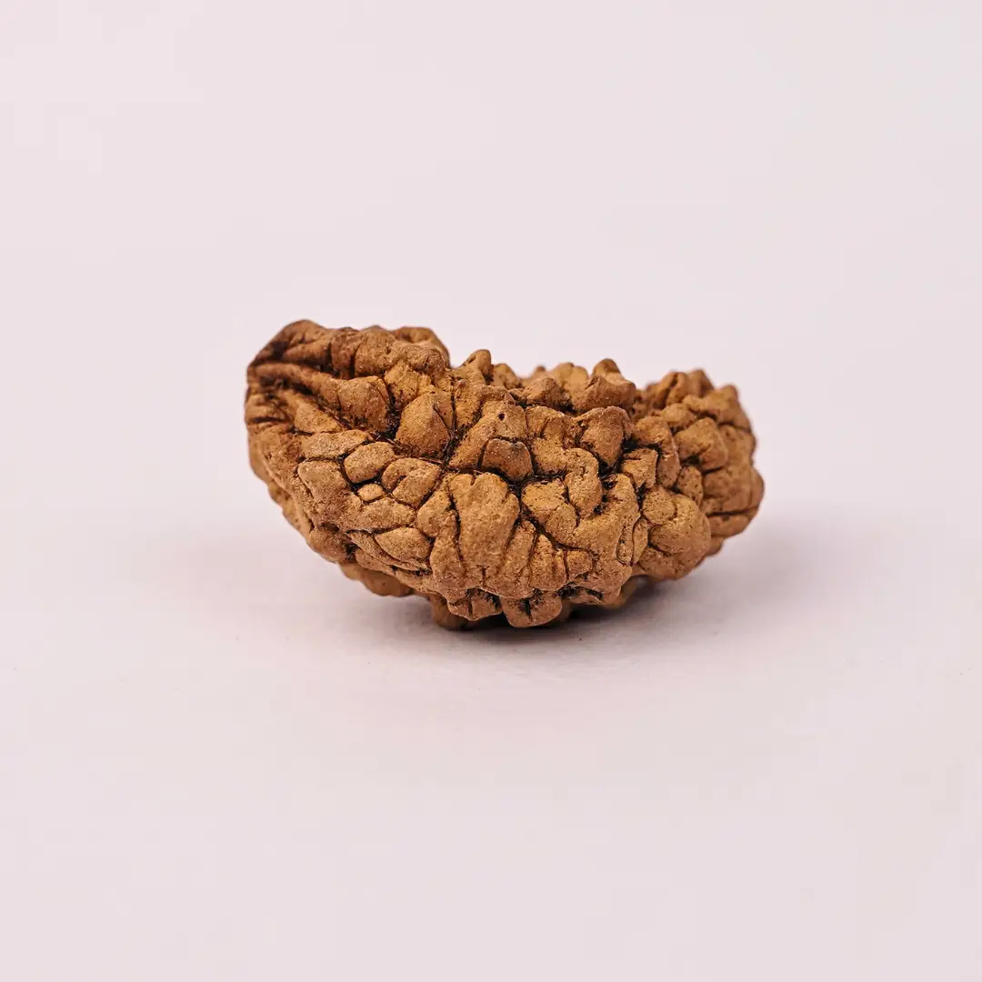 1 Mukhi Natural Rudraksha