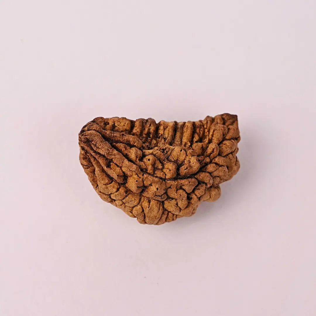 1 Mukhi Natural Rudraksha - Image 2