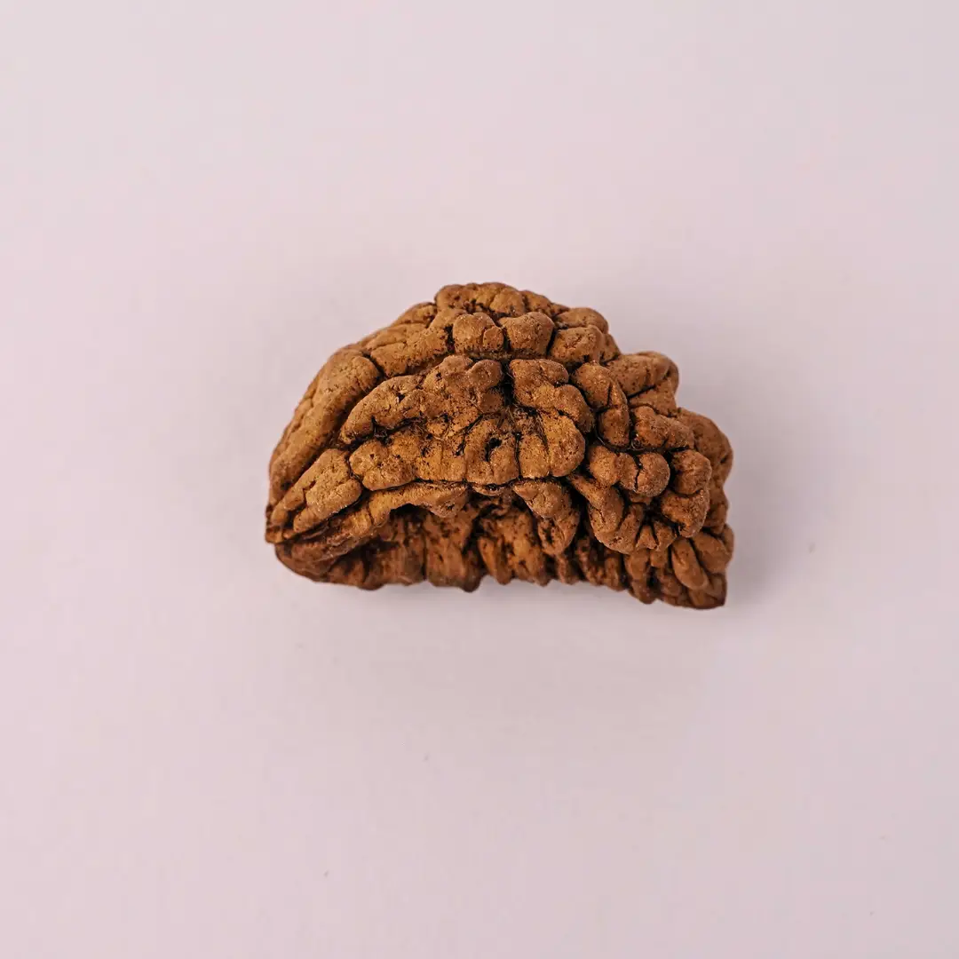 1 Mukhi Natural Rudraksha - Image 4