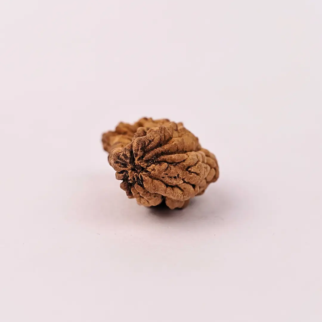 1 Mukhi Natural Rudraksha - Image 5