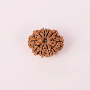 10 Mukhi Natural Rudraksha