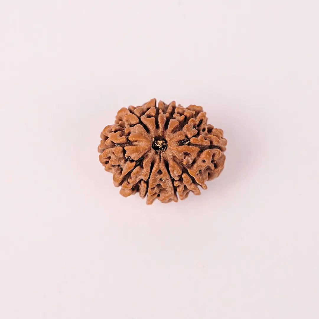 10 Mukhi Natural Rudraksha