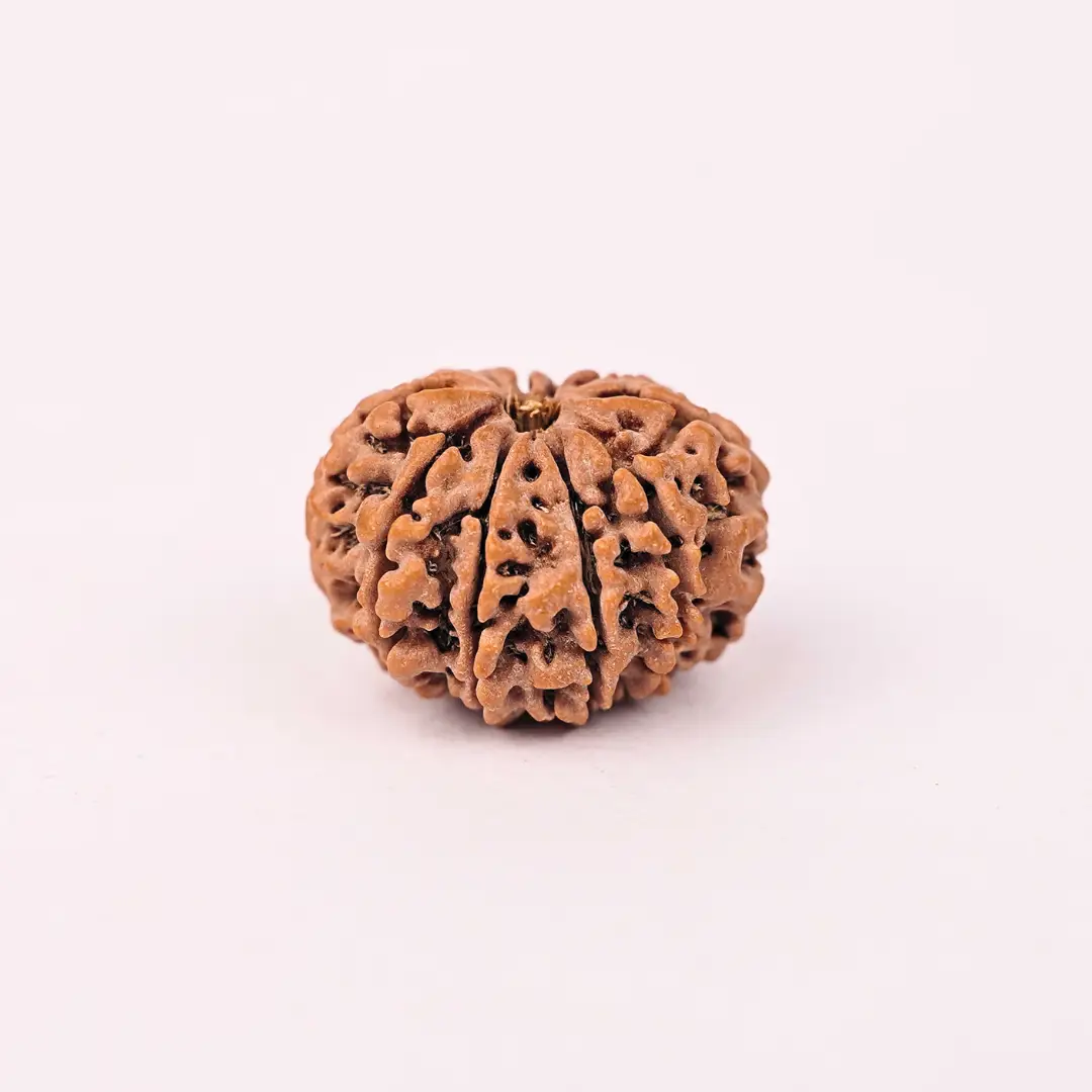 10 Mukhi Natural Rudraksha - Image 2