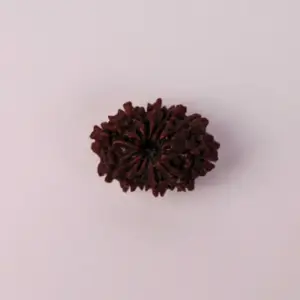 12 Mukhi Rudraksha (Original) – Surya Dev ka Tej-Ashirwad