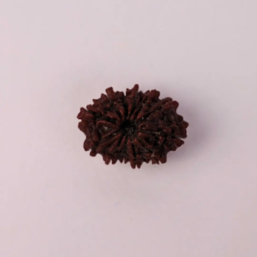 12 Mukhi Rudraksha (Original) – Surya Dev ka Tej-Ashirwad