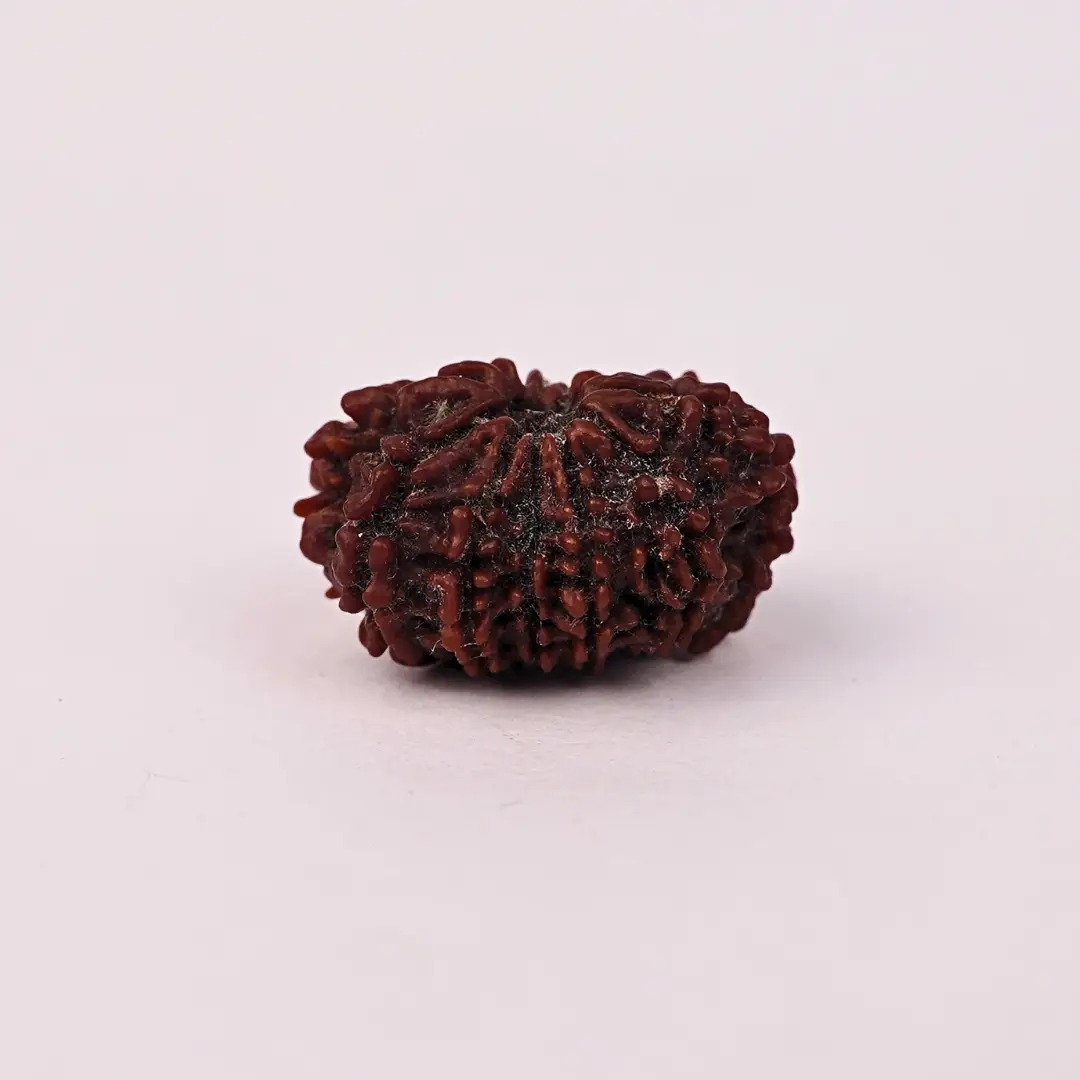 12 Mukhi Rudraksha (Original) – Surya Dev ka Tej-Ashirwad - Image 2