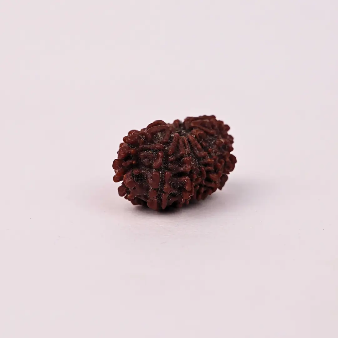 12 Mukhi Rudraksha (Original) – Surya Dev ka Tej-Ashirwad - Image 4