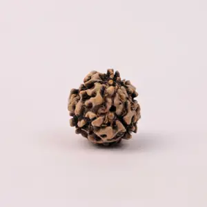 3 Mukhi Rudraksha (Original) – Agni Tatva ka Ashirwad