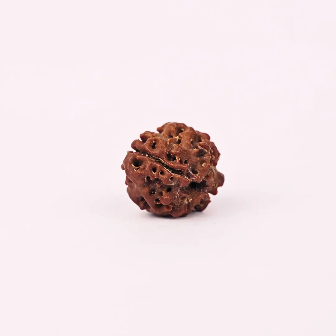 4 Mukhi Rudraksha (Original) - Brahma Dev ka Gyaan-Ashirwad - Image 3