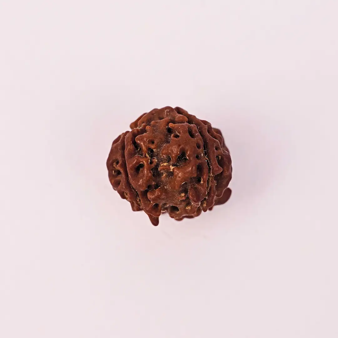 4 Mukhi Rudraksha (Original) - Brahma Dev ka Gyaan-Ashirwad - Image 2