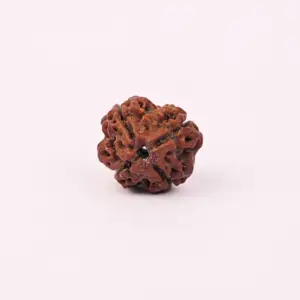 4 Mukhi Rudraksha (Original) - Brahma Dev ka Gyaan-Ashirwad