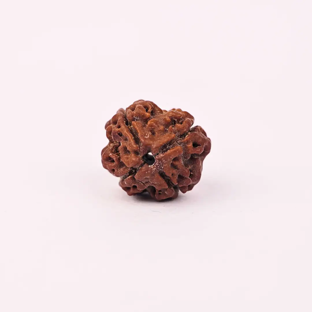 4 Mukhi Rudraksha (Original) - Brahma Dev ka Gyaan-Ashirwad