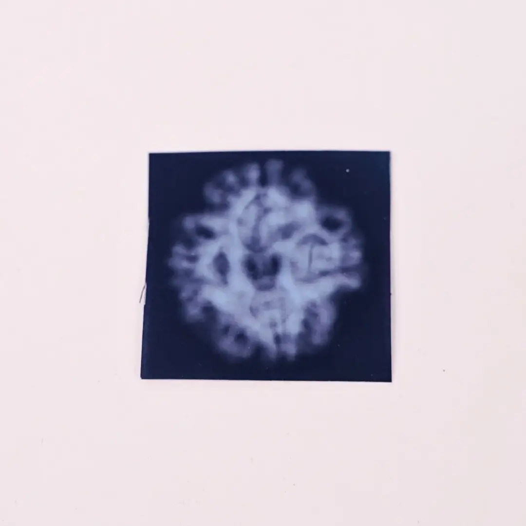 4 Mukhi Rudraksha (Original) - Brahma Dev ka Gyaan-Ashirwad - Image 4