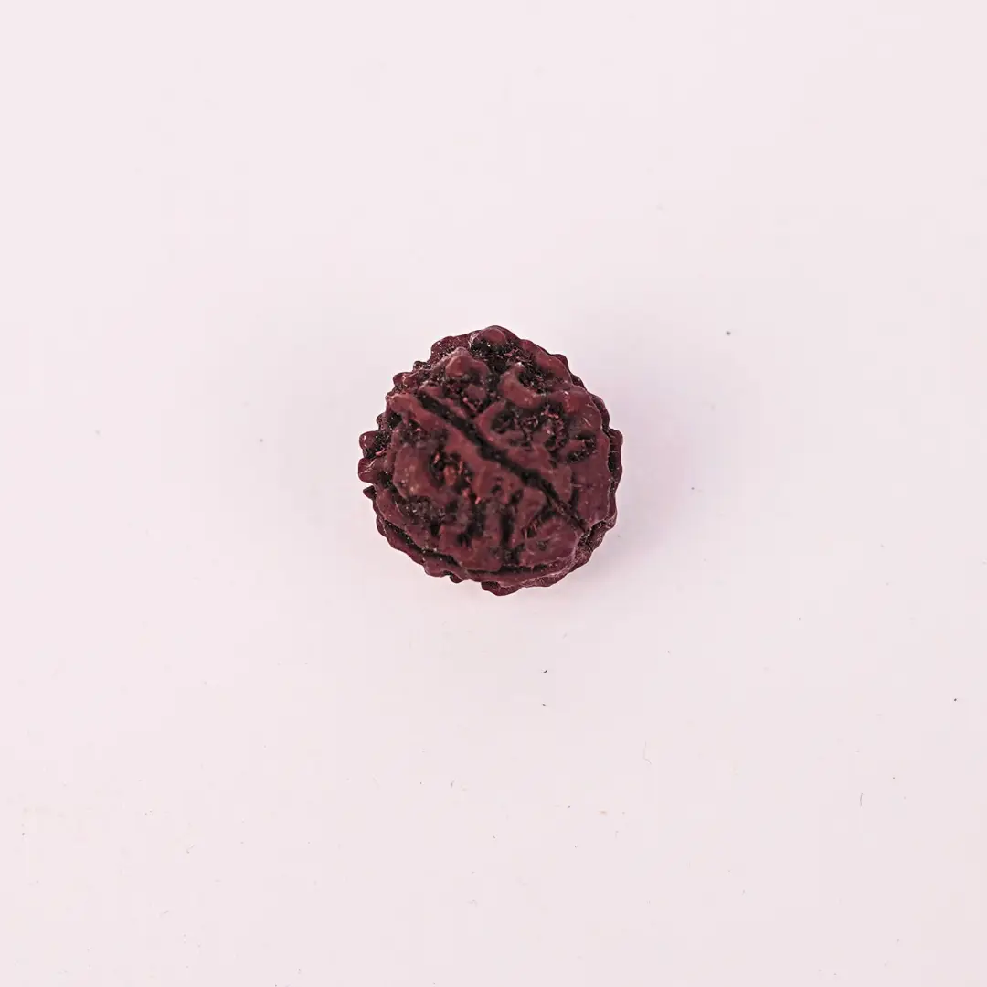 5 Mukhi Natural Rudraksha - Image 3