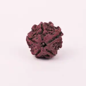 5 Mukhi Natural Rudraksha