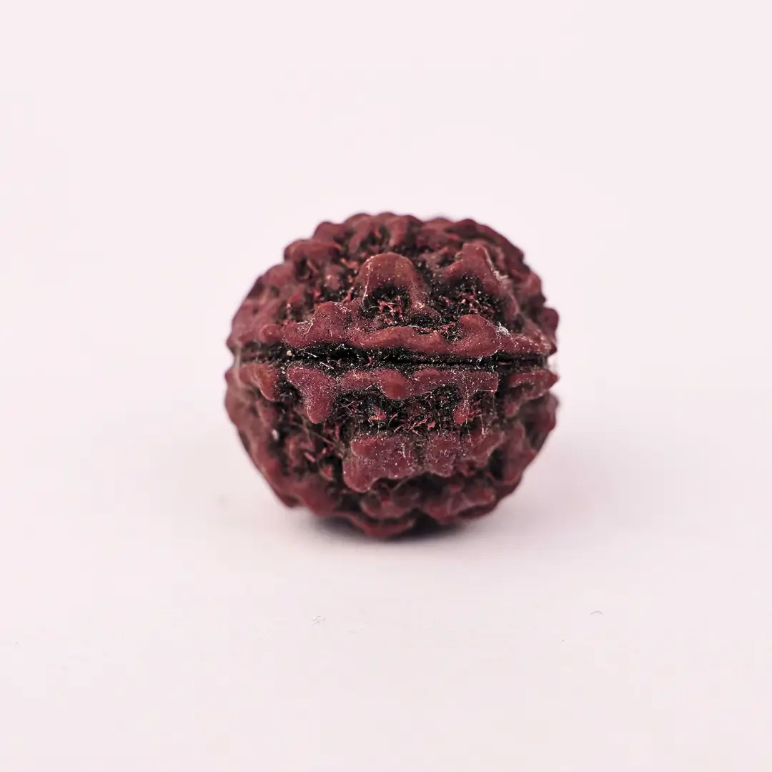 5 Mukhi Natural Rudraksha - Image 4