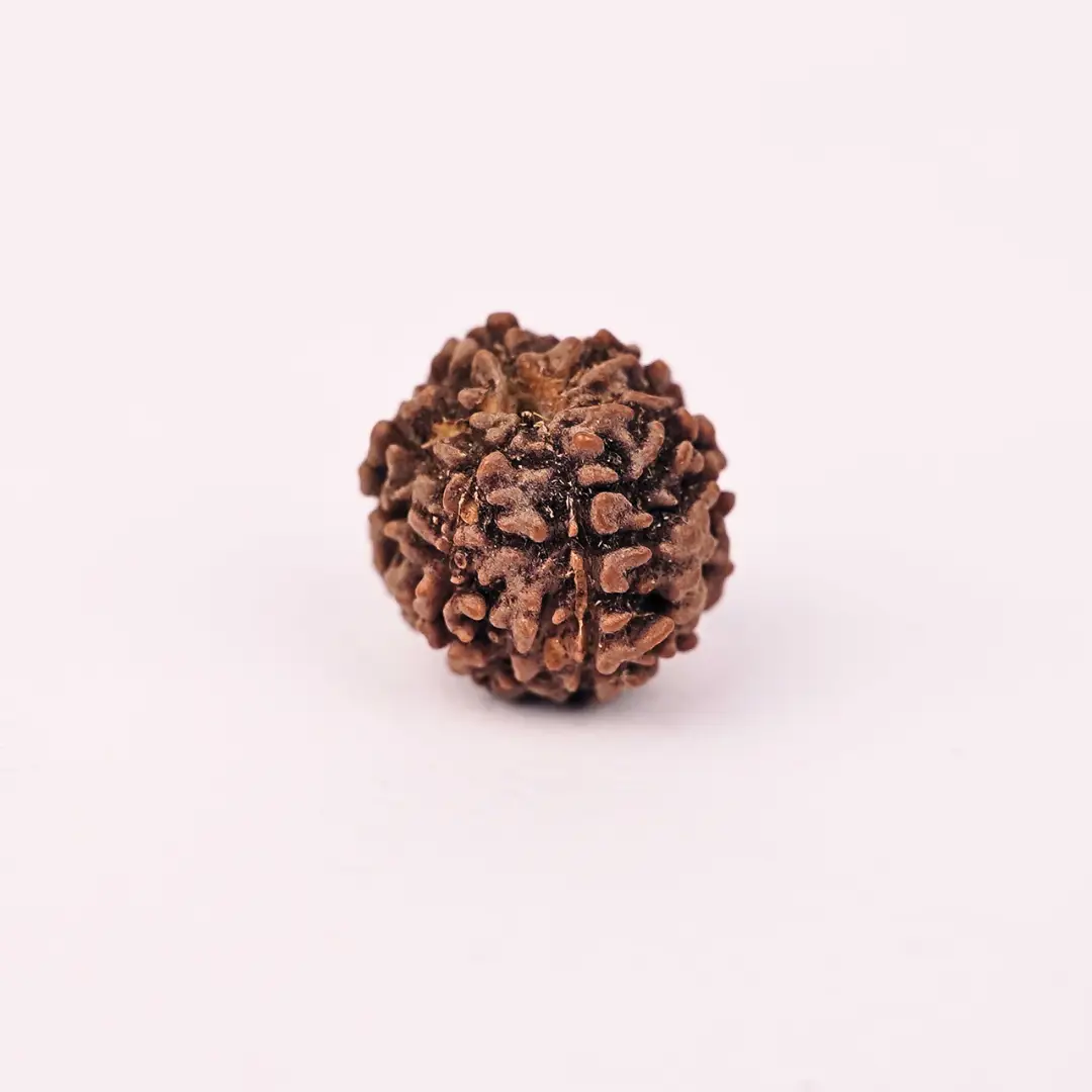 6 Mukhi Natural Rudraksha - Image 2