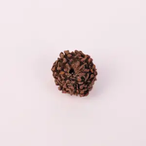 6 Mukhi Natural Rudraksha