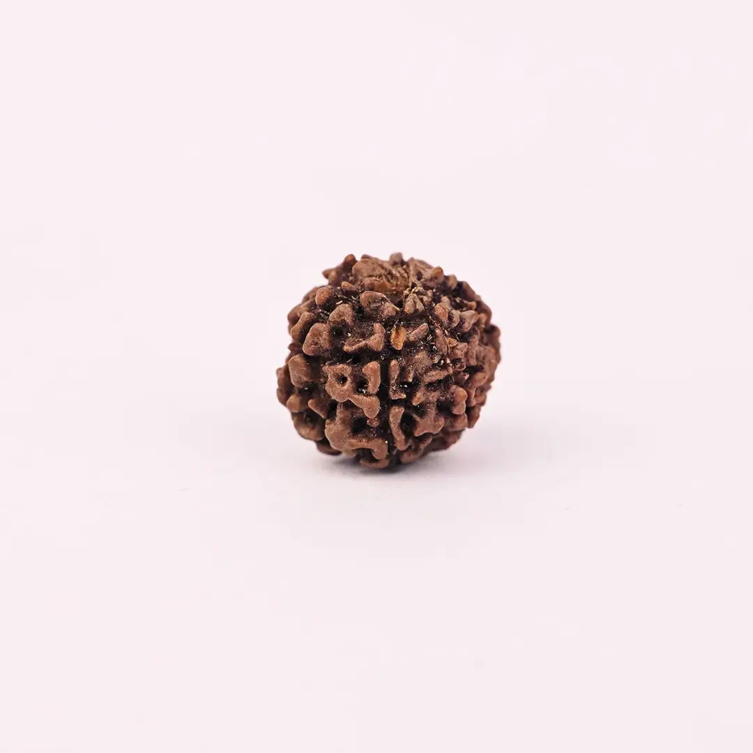 6 Mukhi Natural Rudraksha - Image 4