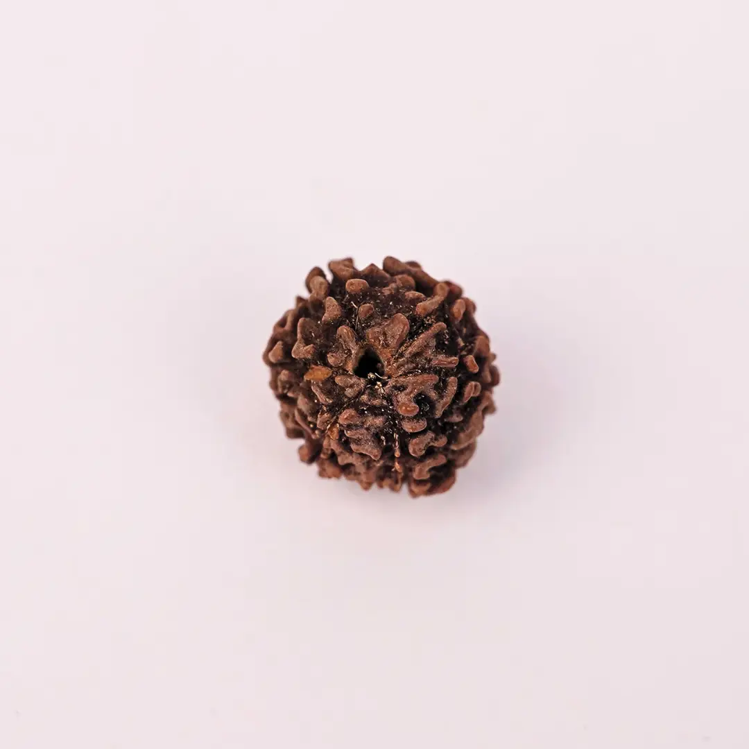 6 Mukhi Natural Rudraksha