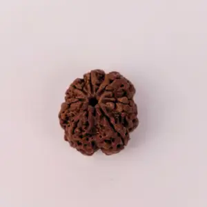 7 Mukhi Rudraksha (Original) – Maa Lakshmi ka Dhan-Ashirwad