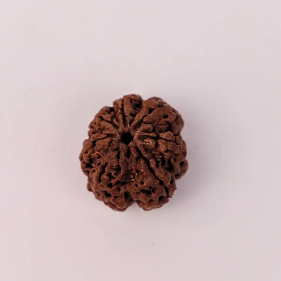 7 Mukhi Rudraksha (Original) – Maa Lakshmi ka Dhan-Ashirwad