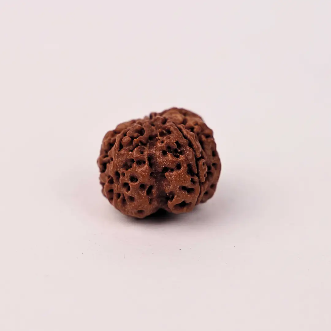 7 Mukhi Rudraksha (Original) – Maa Lakshmi ka Dhan-Ashirwad - Image 2