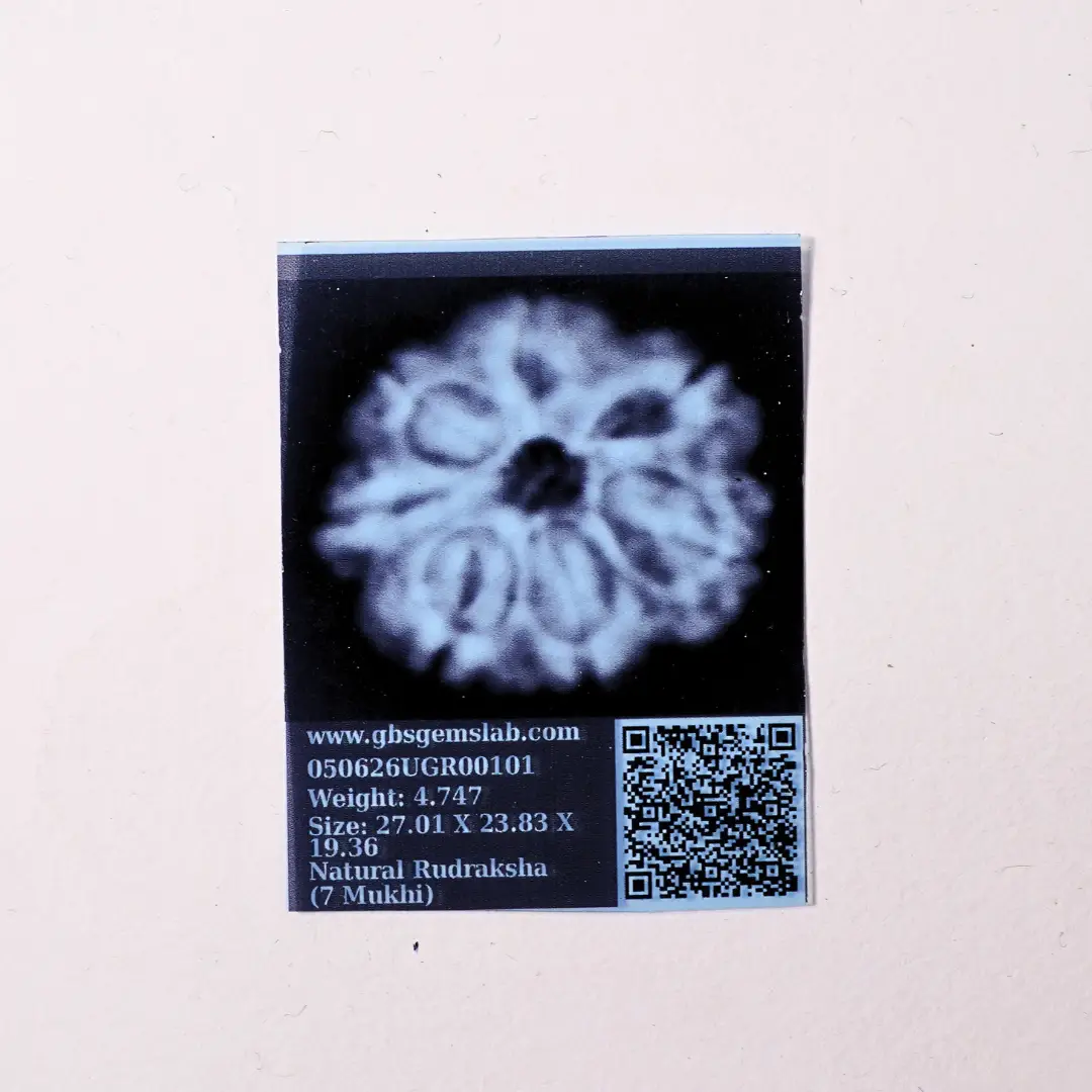 7 Mukhi Rudraksha (Original) – Maa Lakshmi ka Dhan-Ashirwad - Image 5