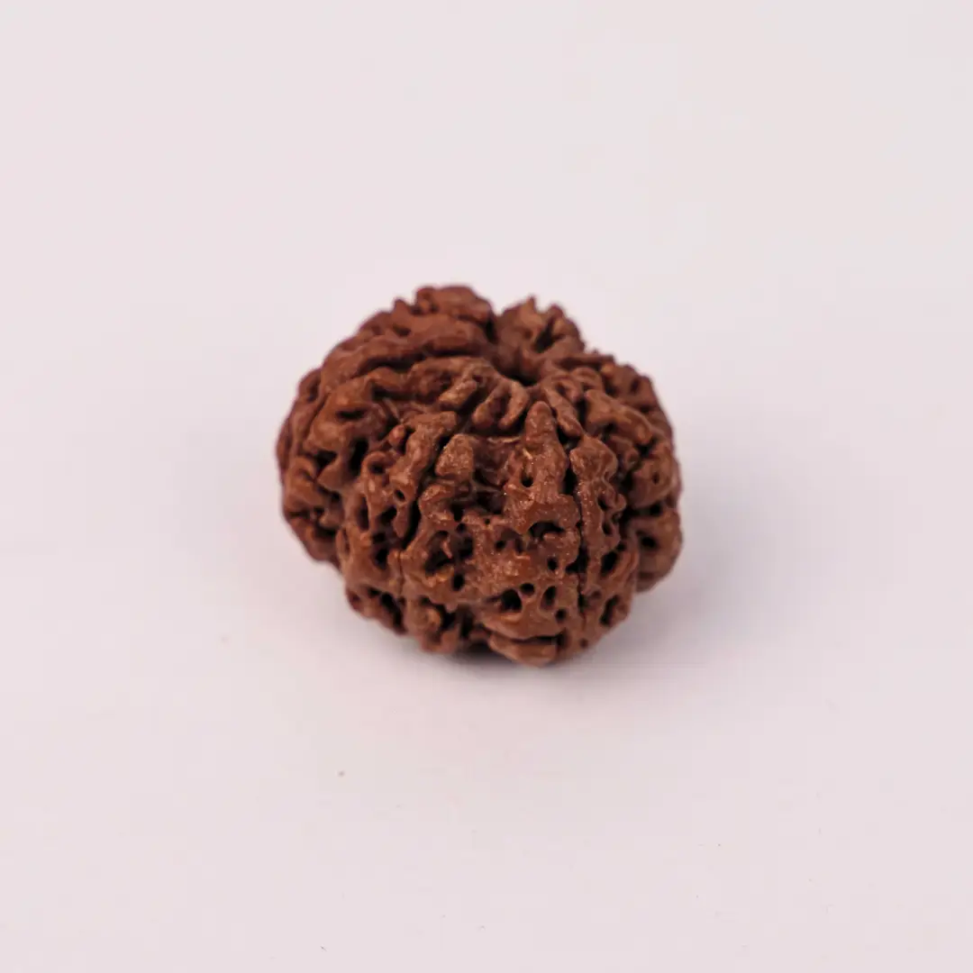 7 Mukhi Rudraksha (Original) – Maa Lakshmi ka Dhan-Ashirwad - Image 3