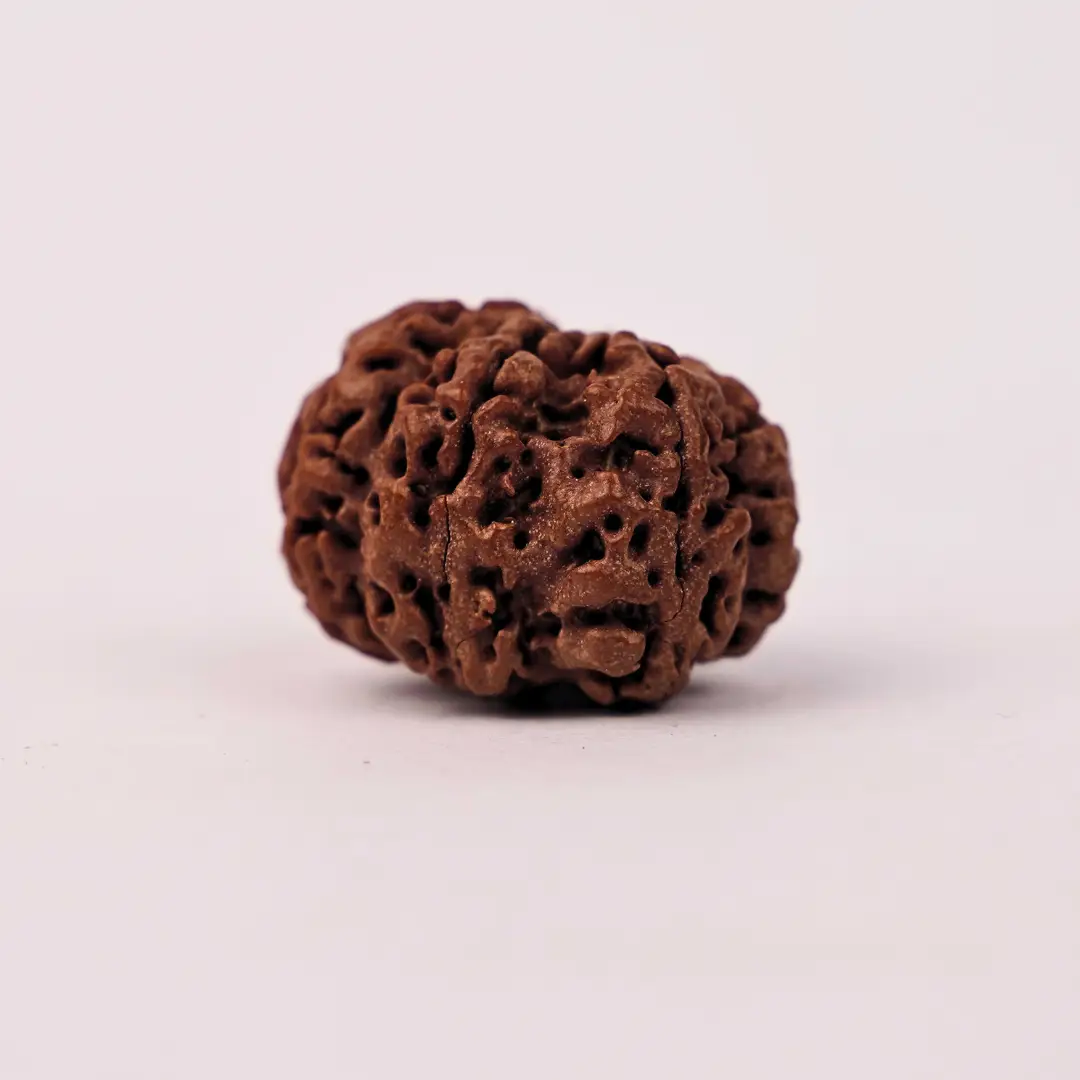 7 Mukhi Rudraksha (Original) – Maa Lakshmi ka Dhan-Ashirwad - Image 4