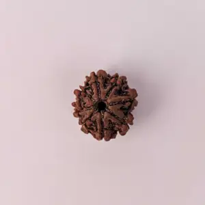 8 Mukhi Rudraksha (Original) – Ganesha ka Vighna-Haran Ashirwad