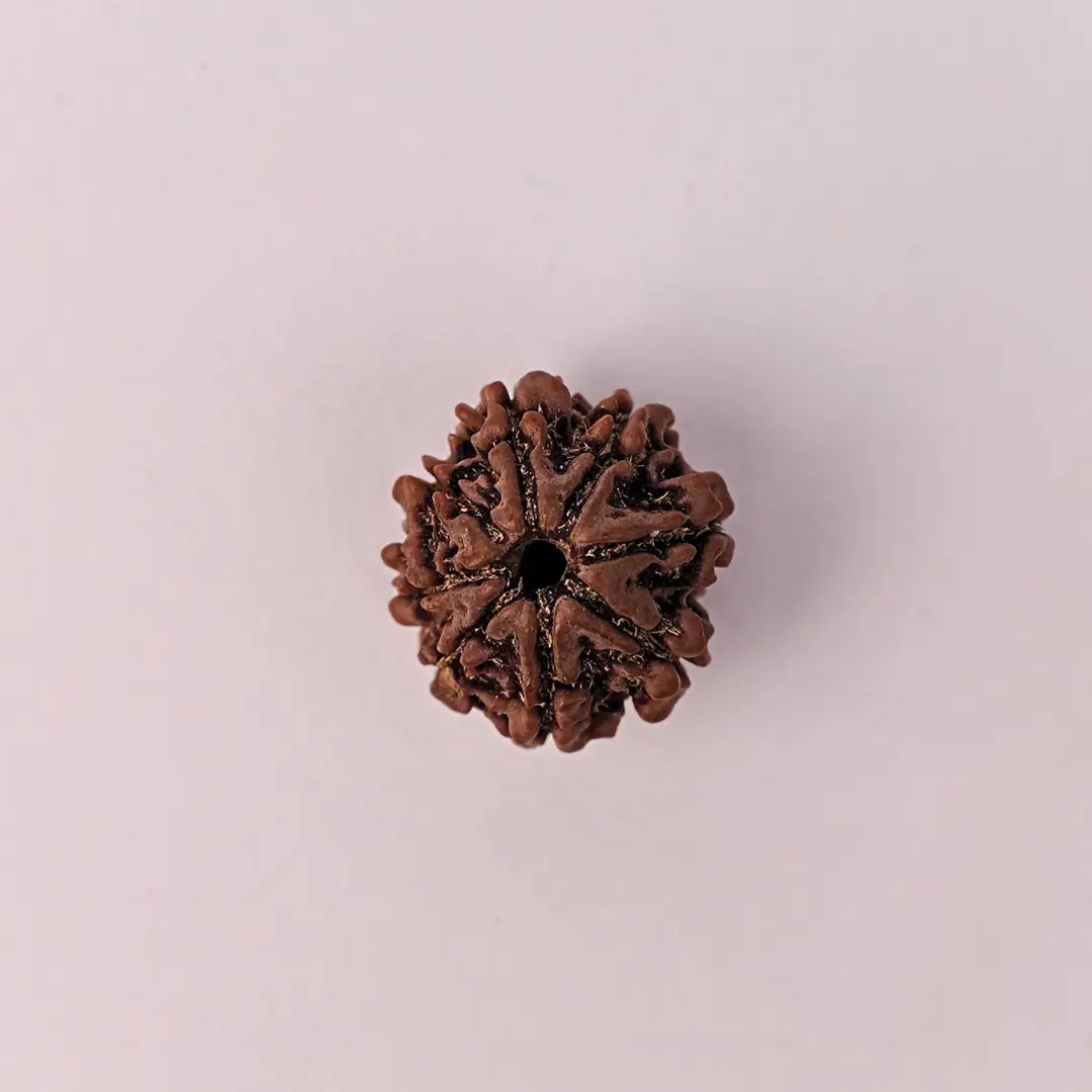 8 Mukhi Rudraksha (Original) – Ganesha ka Vighna-Haran Ashirwad