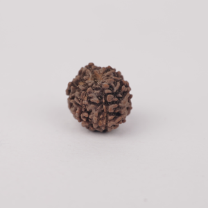 3 MUKHI RUDRAKSH (तीन मुखी रुद्राक्ष)