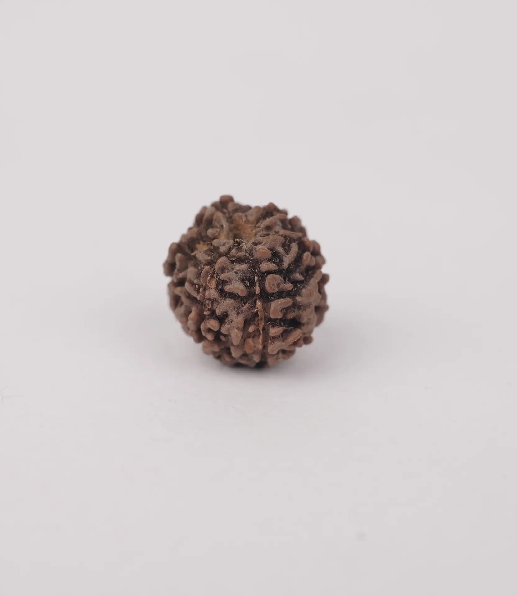 3 MUKHI RUDRAKSH (तीन मुखी रुद्राक्ष)